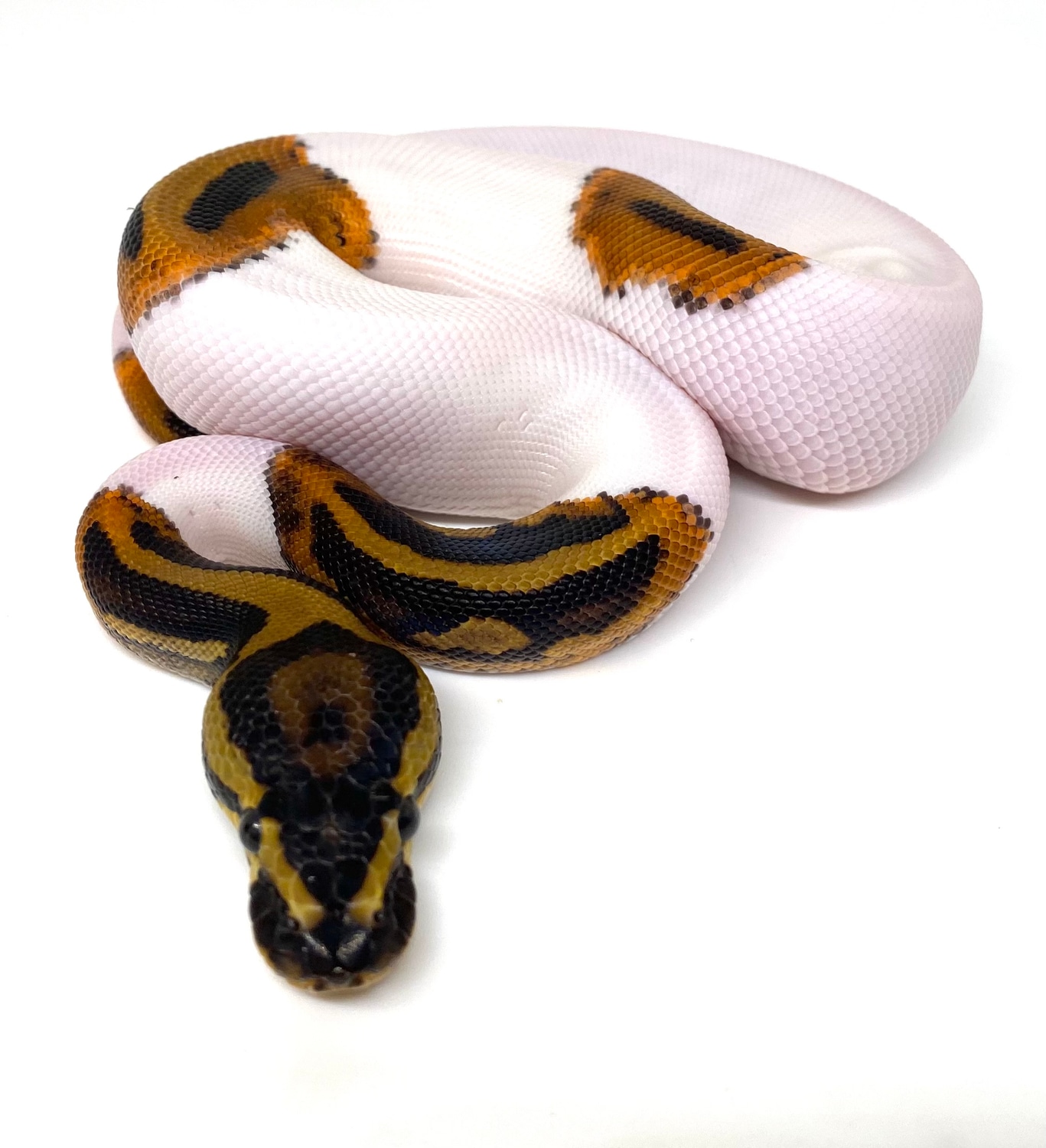 Leopard YB Pied Ball Python by ASR Genetic Art - MorphMarket