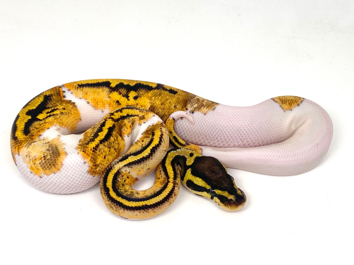 Colored Pastel Pied Ball Python by ASR Genetic Art - MorphMarket