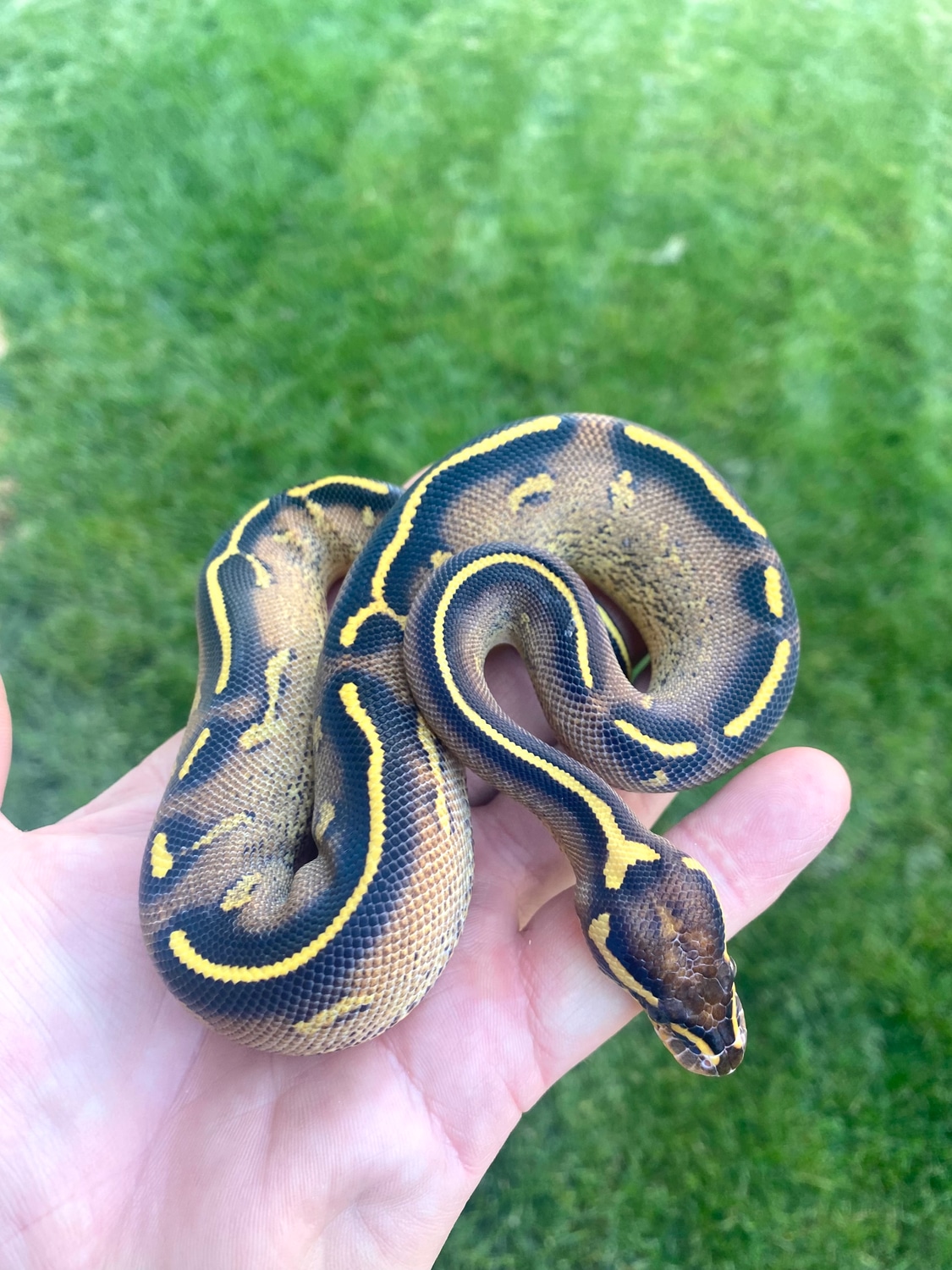 Female Freeway Pos Super Asphalt Ball Python by ASR Genetic Art ...