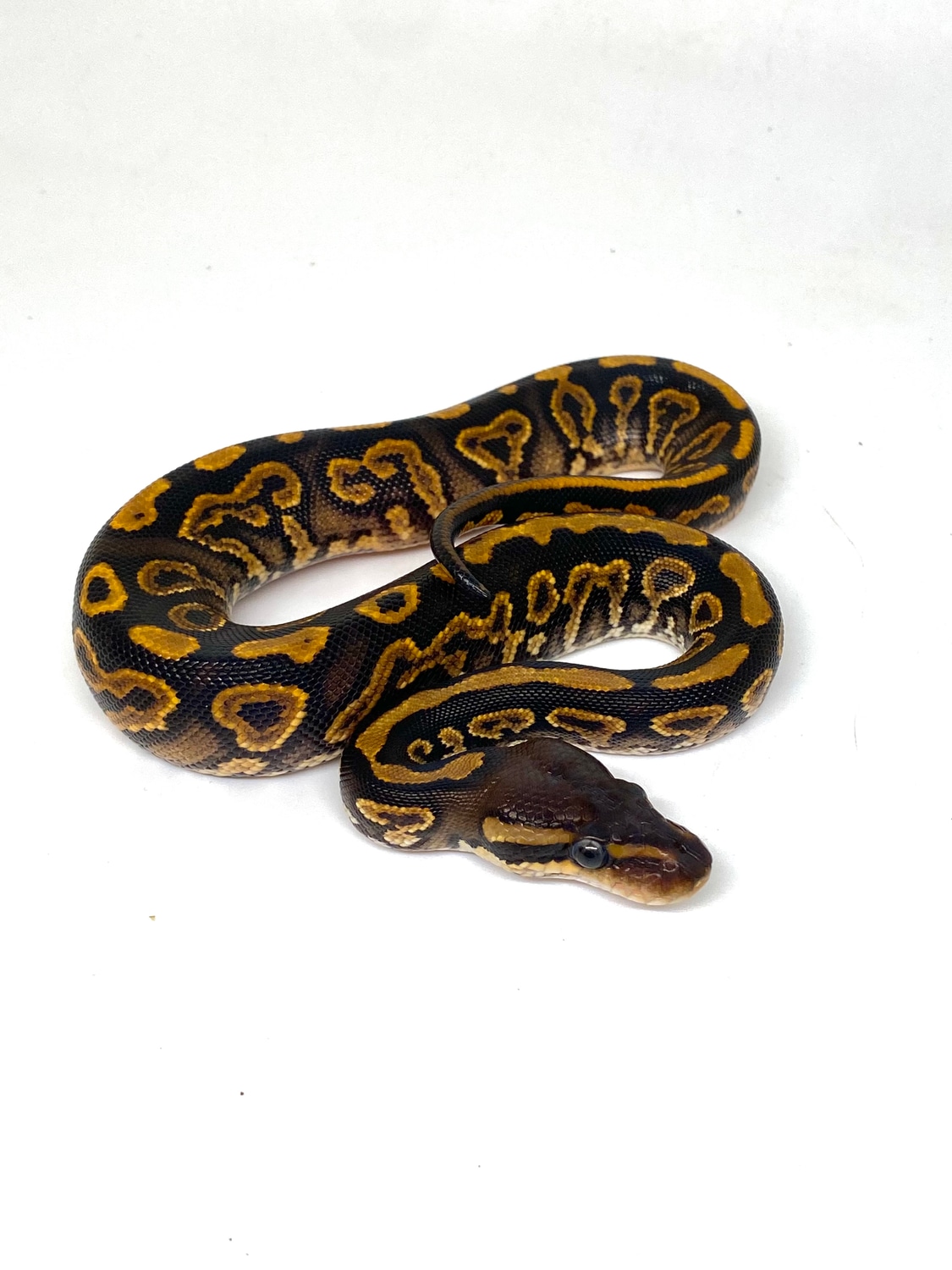 Black Pastel Yellow Belly Orange Dream— Acid Dad Ball Python by ASR ...
