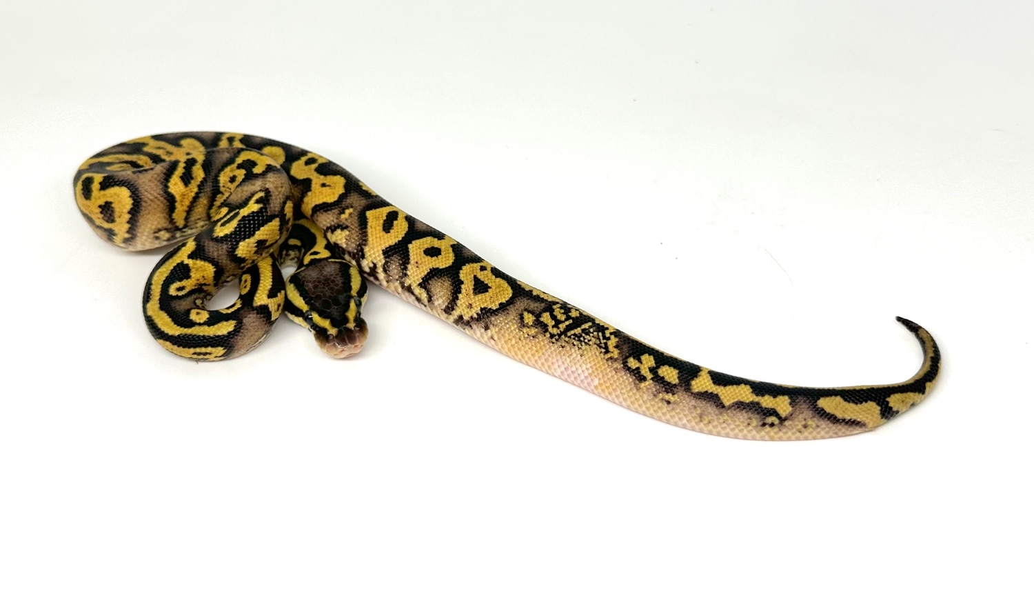 Paradox! Pastel Yellowbelly. Mix Of Confusion Markings Ball Python by ...