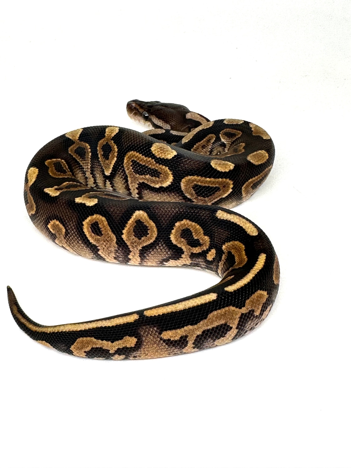 💅🏻💅🏻 Black Pastel Orange Dream YellowBelly Het Pied Ball Python by ASR ...