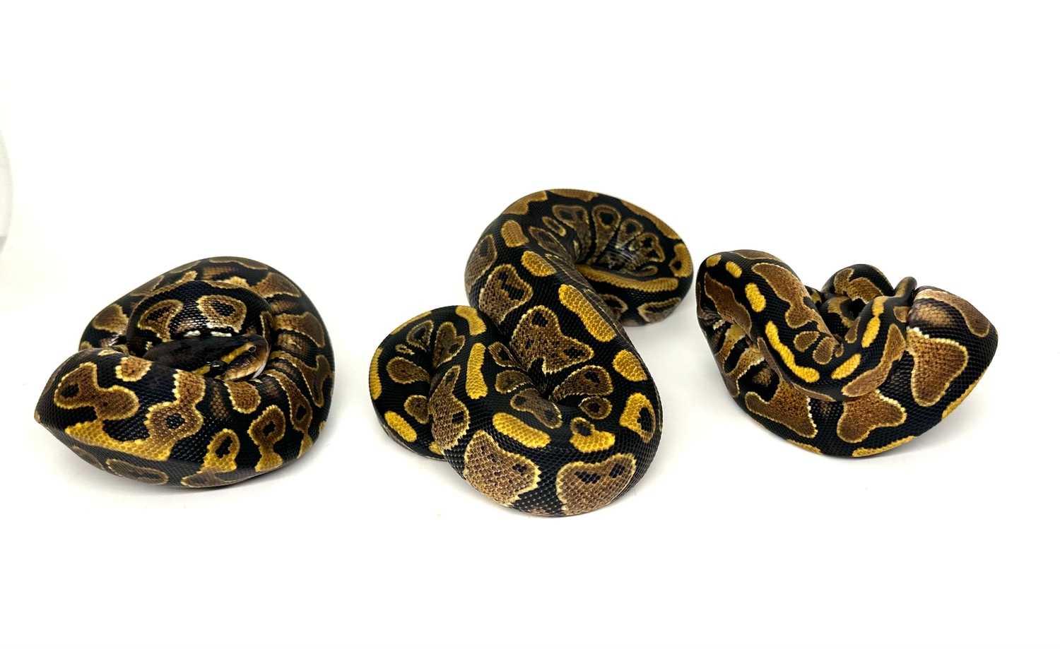 “3” Pack Deal Of Female YellowBelly’s Ball Python by ASR Genetic Art ...