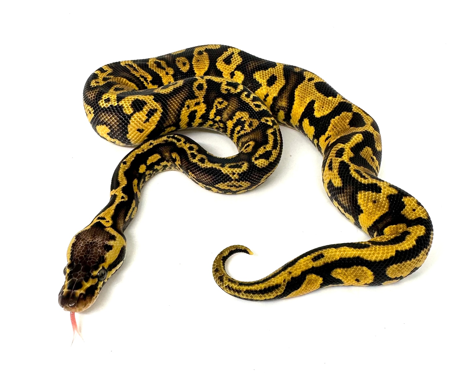 Acid/Confusion Pastel YellowBelly Ball Python by ASR Genetic Art ...
