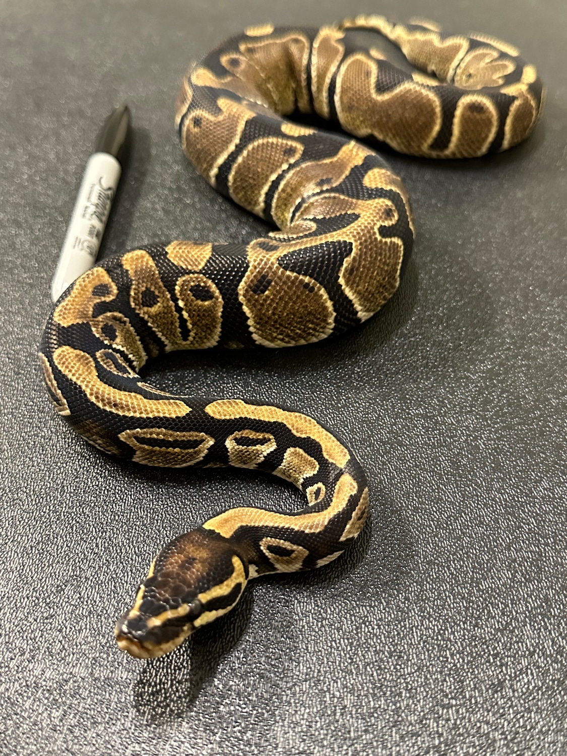 470g Het Pied Het Albino/Candy Ball Python by ASR Genetic Art - MorphMarket
