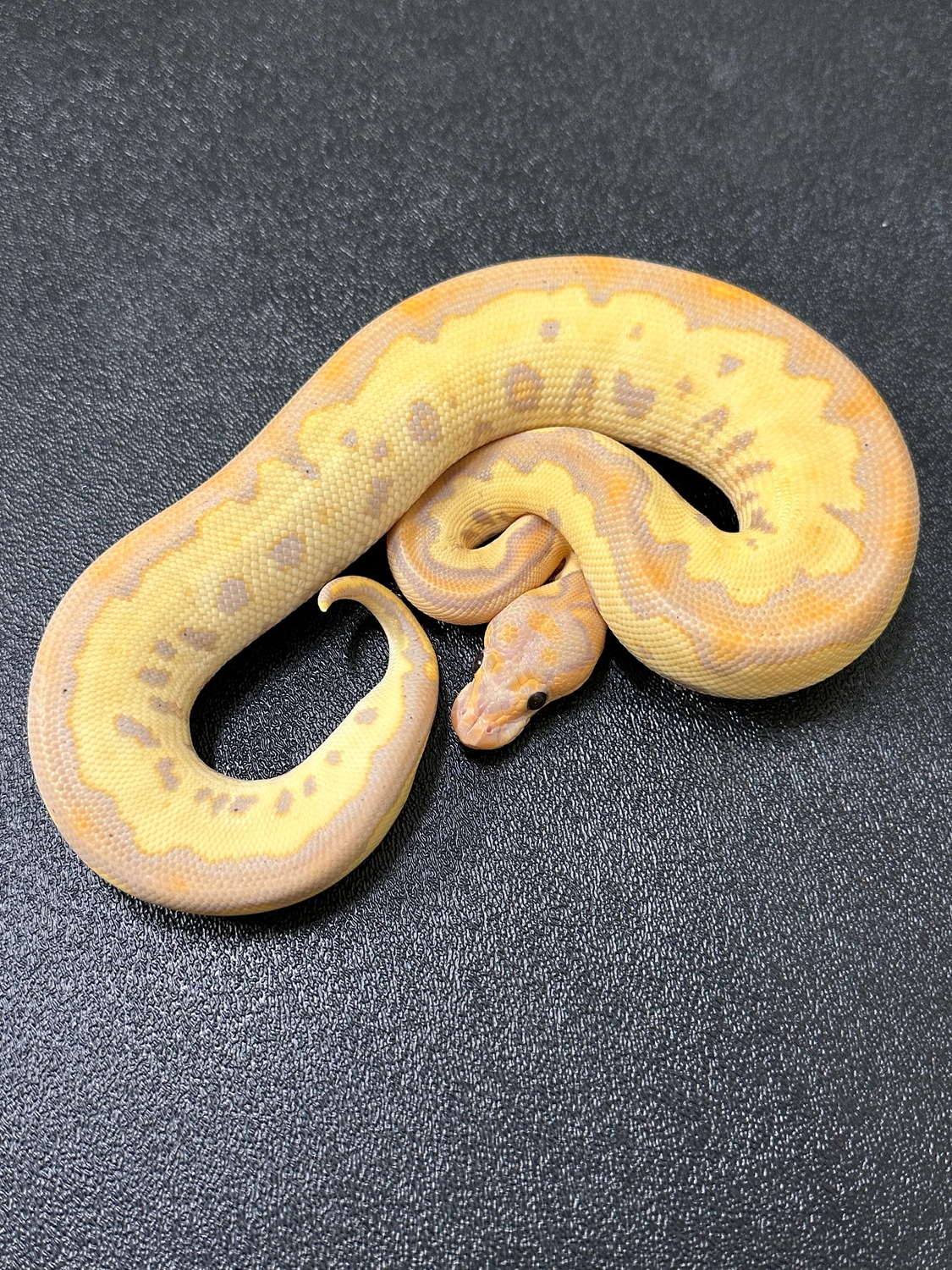 Banana Clown Pos Blade Ball Python by ASR Art MorphMarket