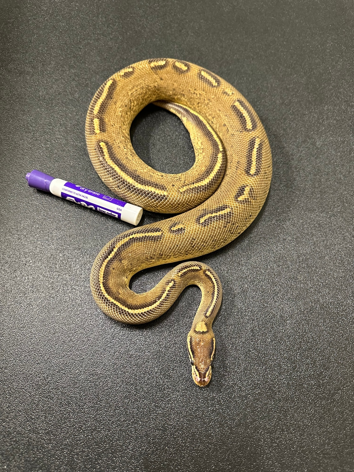 💰Proven Breeder! Freeway!!! Ball Python by ASR Genetic Art - MorphMarket