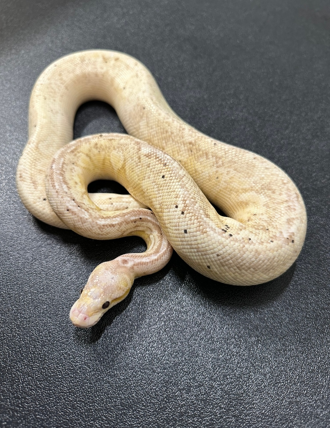 Proven Breeder Banana Black Pastel OrangeDream Fire Pastel Spotnose ...