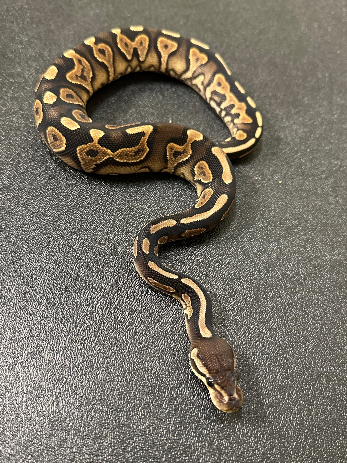 Cinnamon YellowBelly Ball Python by ASR Genetic Art - MorphMarket