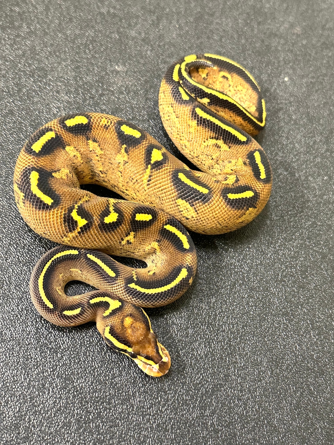 Female Highway Fire Ball Python by ASR Genetic Art - MorphMarket