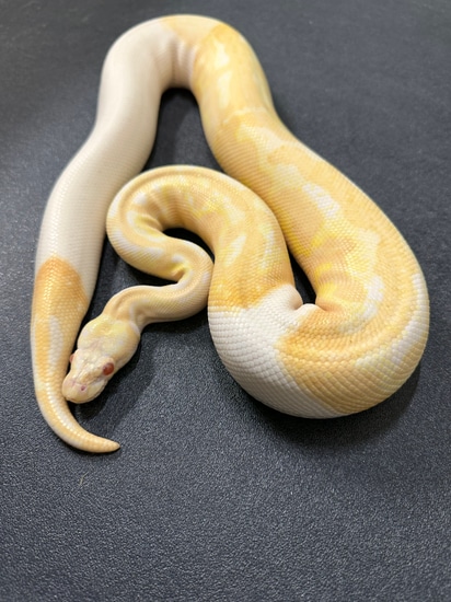 Proven Breeder Albino Pied Ball Python by ASR Genetic Art