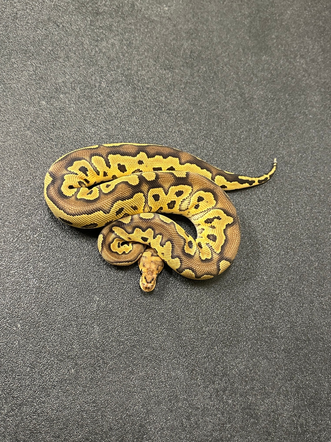 400g Female Clown Ball Python by ASR Art MorphMarket