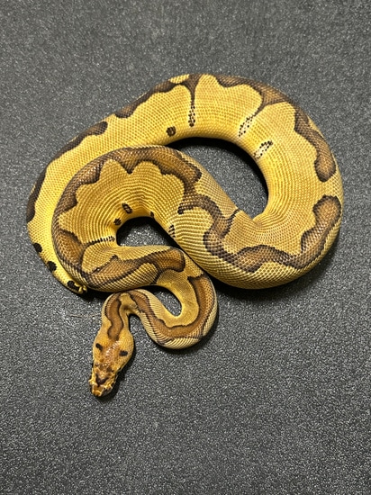 600g Ball Python 600g Enchi Clown Female Ball Python by ASR Genetic Art