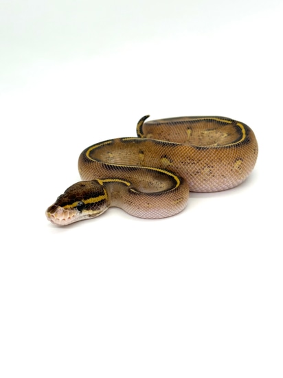 Highway Ball Python by ASR Genetic Art