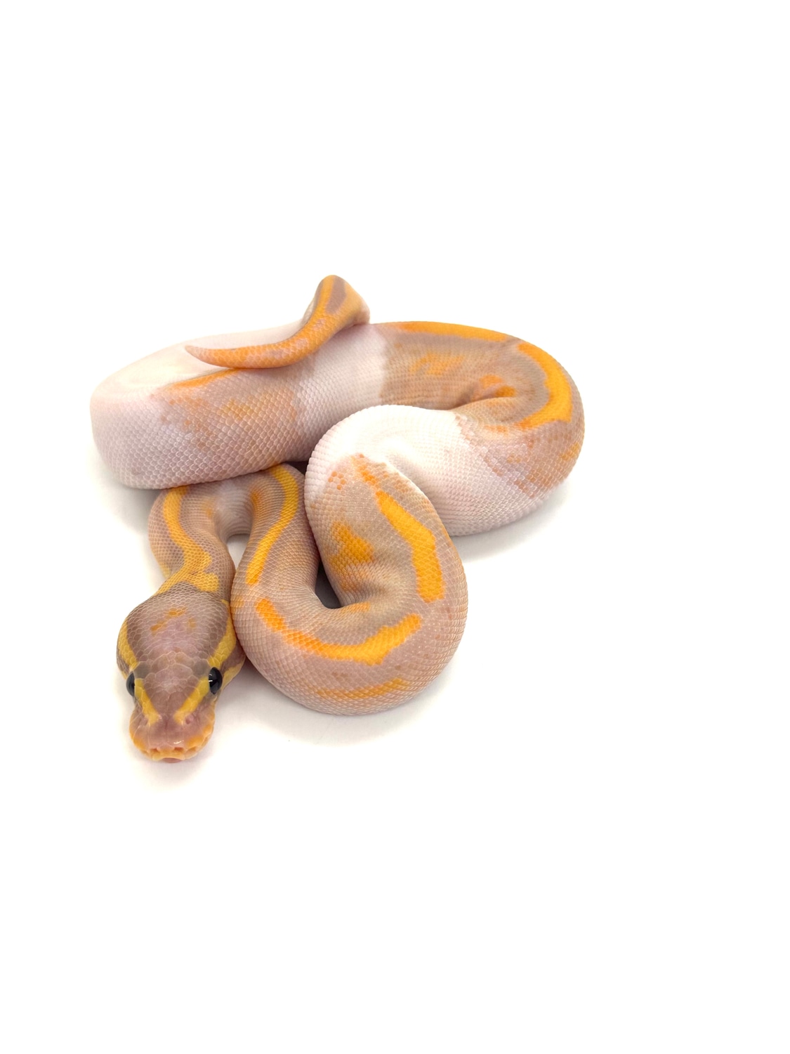 🚨Female! Banana Pied Pos OD Ball Python by ASR Art MorphMarket