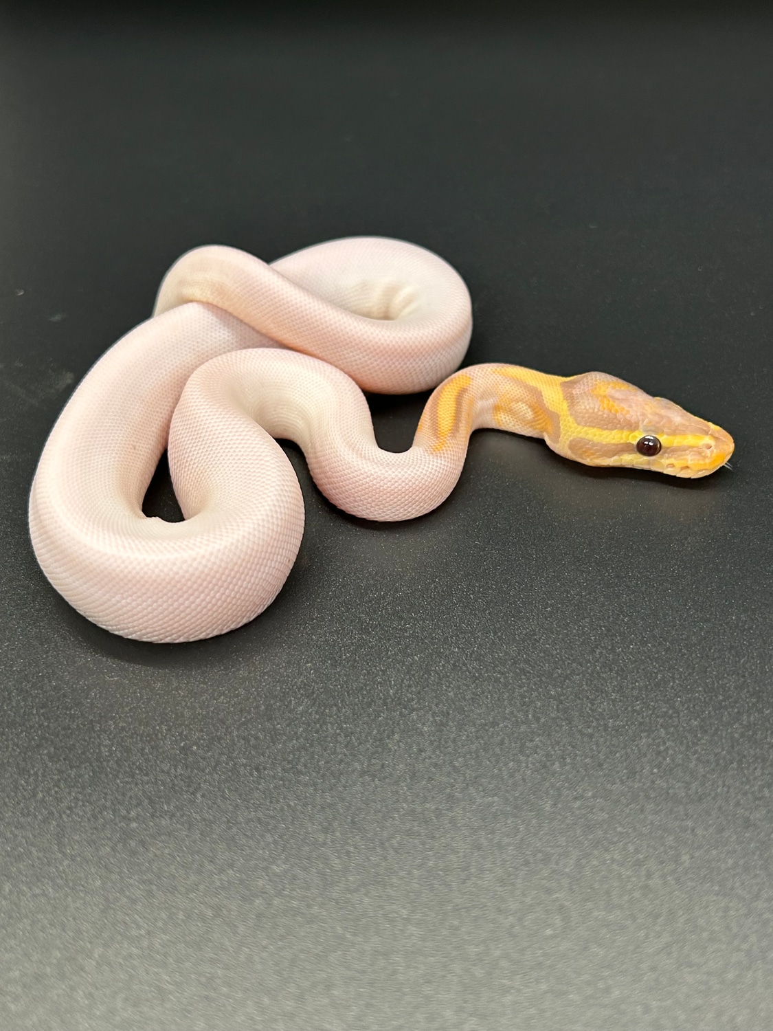 Female! Banana Pied Pos OD Ball Python by ASR Art MorphMarket