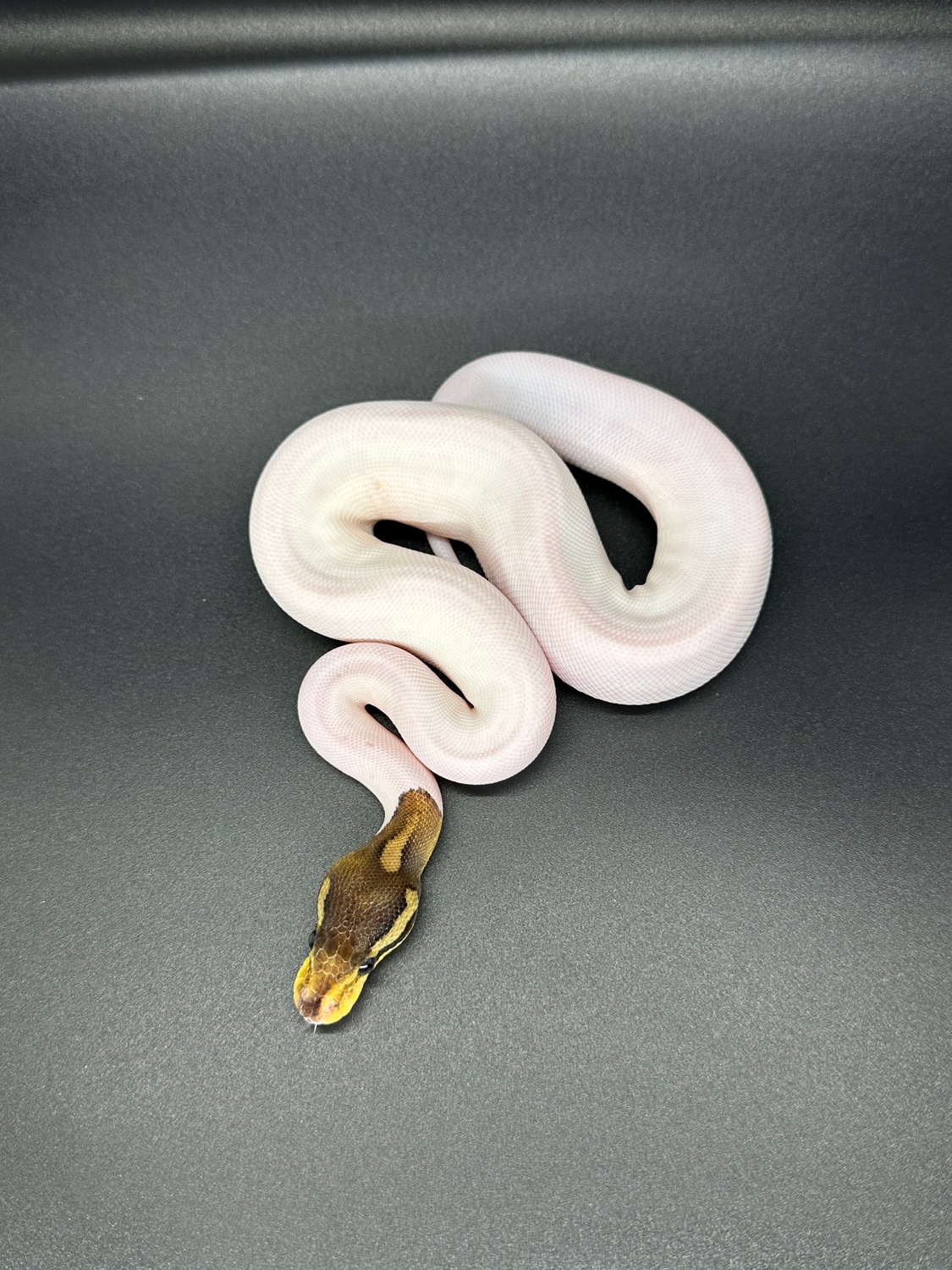 Cinnamon Pied Ball Python by ASR Genetic Art - MorphMarket