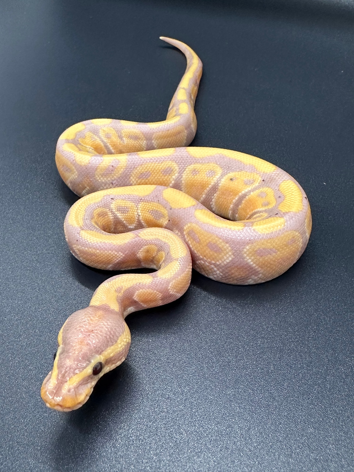 Banana Het Pied Ball Python by ASR Art MorphMarket