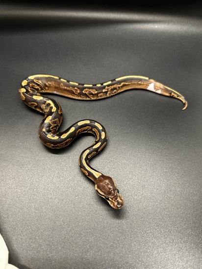 Black Pastel Orange Dream YellowBelly Ball Python by ASR Genetic Art