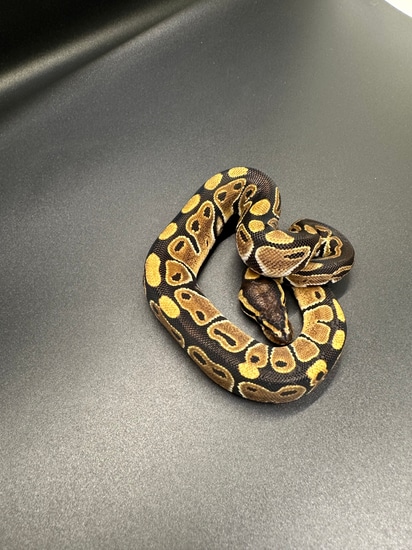 Het Pied Het Vpi Axanthic Ball Python by ASR Genetic Art