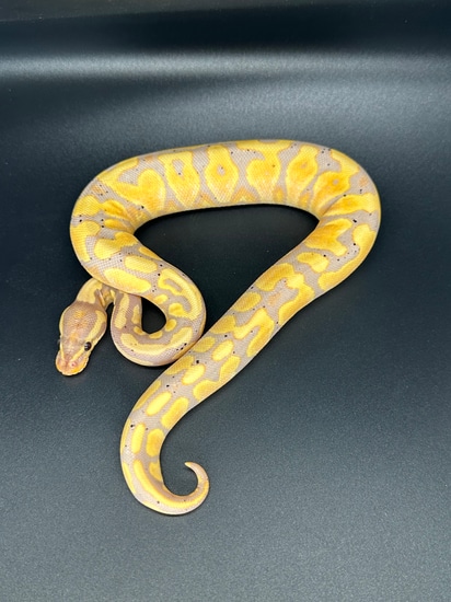 Female Banana YellowBelly Ball Python by ASR Genetic Art