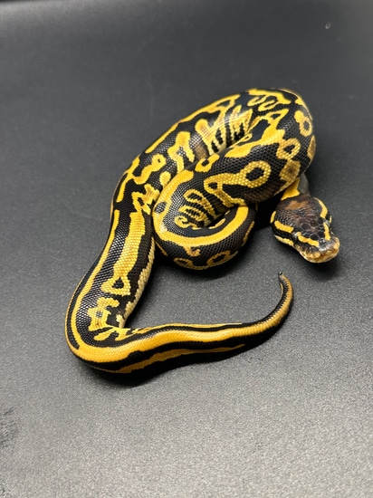 🔥No Reserve🔥 Special Leopard Het Pied Ball Python by ASR Genetic Art