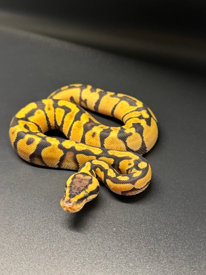 Enchi Orange Dream Pastel Het Clown Ball Python by ASR Genetic Art