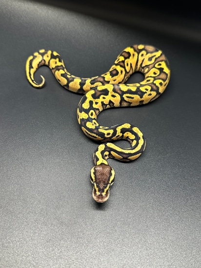 Pastel Ball Python by ASR Genetic Art