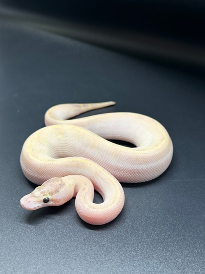 🔥No Reserve🔥 Super Yellowbelly Male Ball Python by ASR Genetic Art