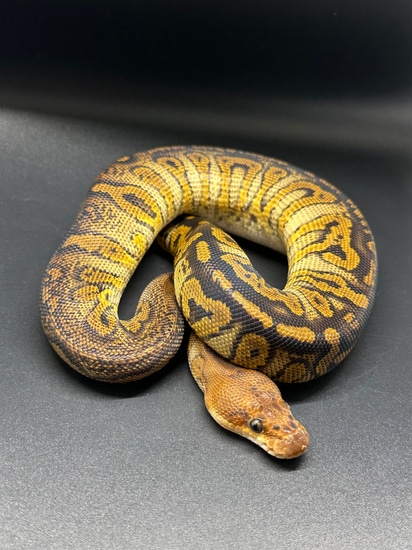 Stranger Clown Ball Python by ASR Genetic Art