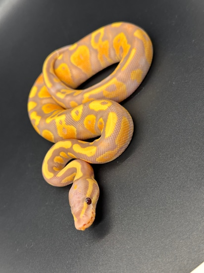 Banana Super Orange Dream Yellowbelly 50% Het Hypo Ball Python by ASR ...