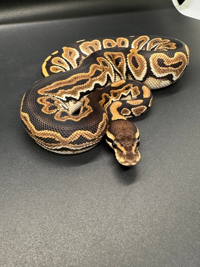 Black Pastel Het Clown Ball Python by ASR Genetic Art