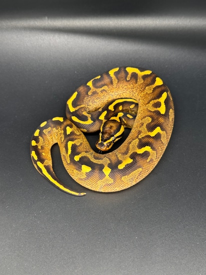 🥵🥵 Super Gravel Ball Python by ASR Genetic Art