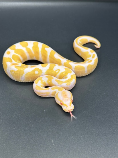 Albino 100% Het Pied Ball Python by ASR Genetic Art