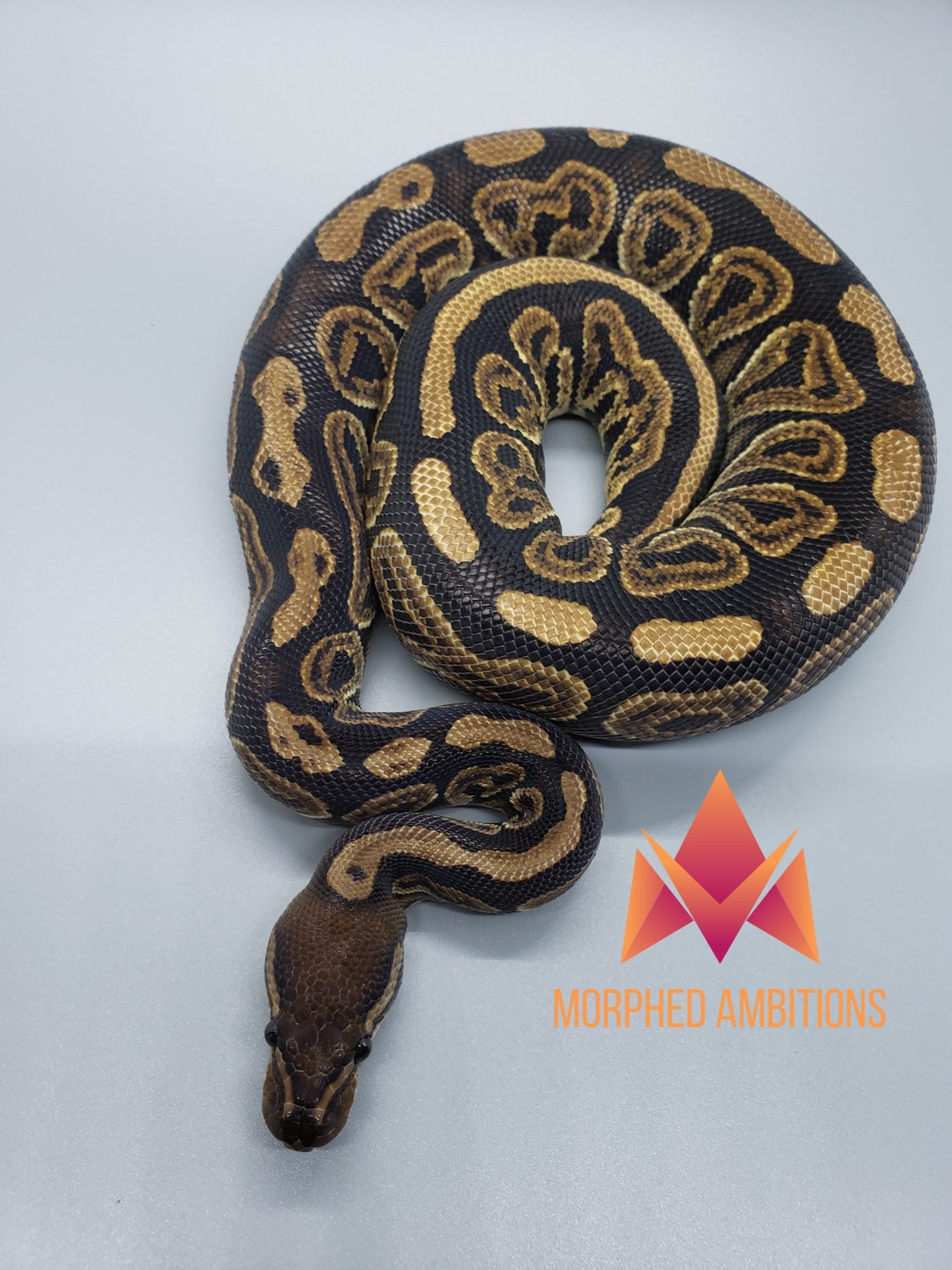 Black Pastel Yellow Belly Ball Python by Morphed Ambitions - MorphMarket