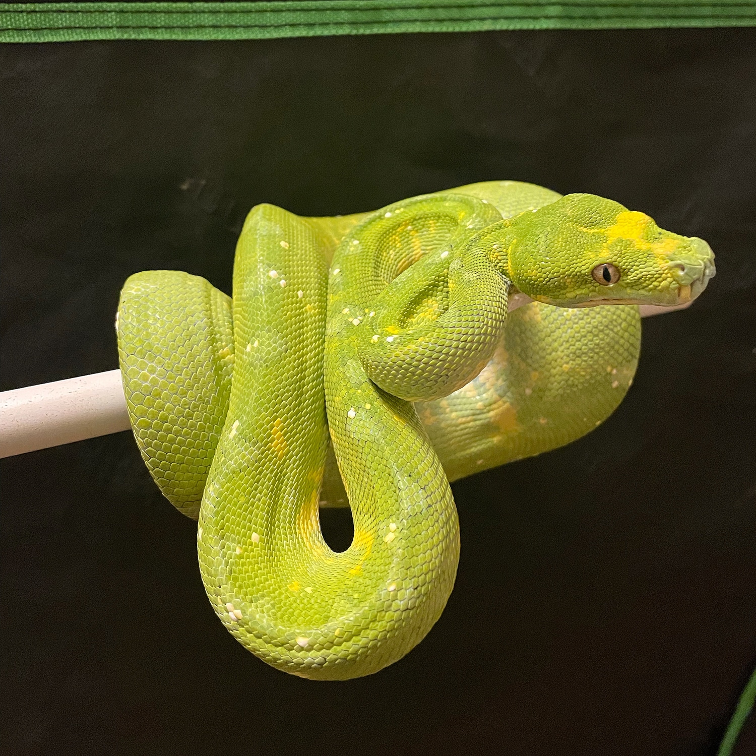 Aru/biak Green Tree Python by 75Exotics - MorphMarket
