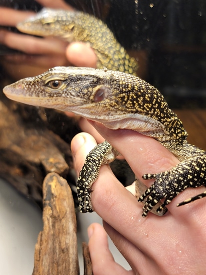 Mangrove Monitor by ATventures & Exotics