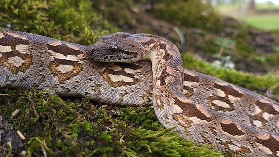 Dumerils Reduced Pattern Dumeril's Boa by ATventures & Exotics