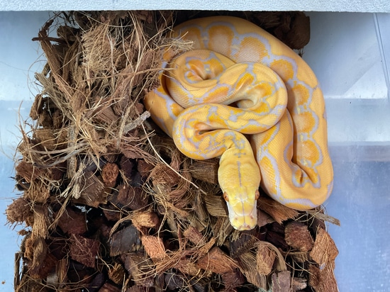 1. Lavendar Albino Motley Reticulated Python by Atypical Pets