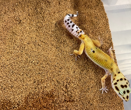 Pet Leopard Gecko