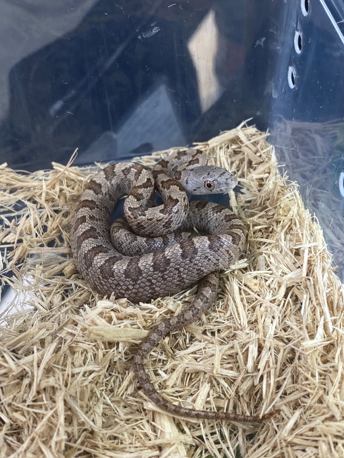 Everglades Rat Snake Other Rat Snake by Atypical Pets - MorphMarket
