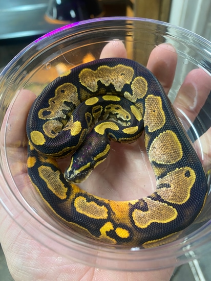 Calico Ball Python by Atypical Pets