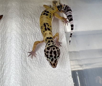  Leopard Gecko