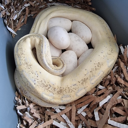 Highway Breeder Female Ball Python