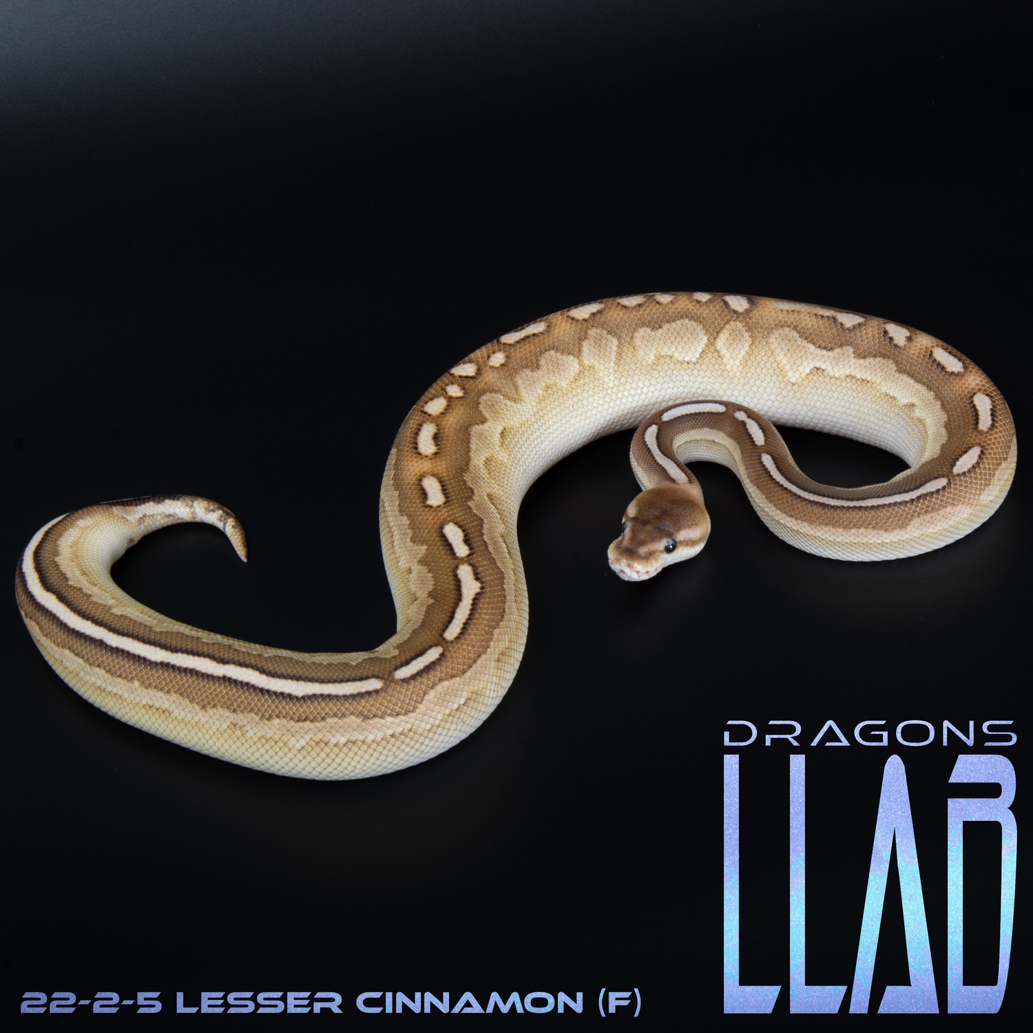 Lesser Cinnamon Ball Python by Dragons Llab - MorphMarket