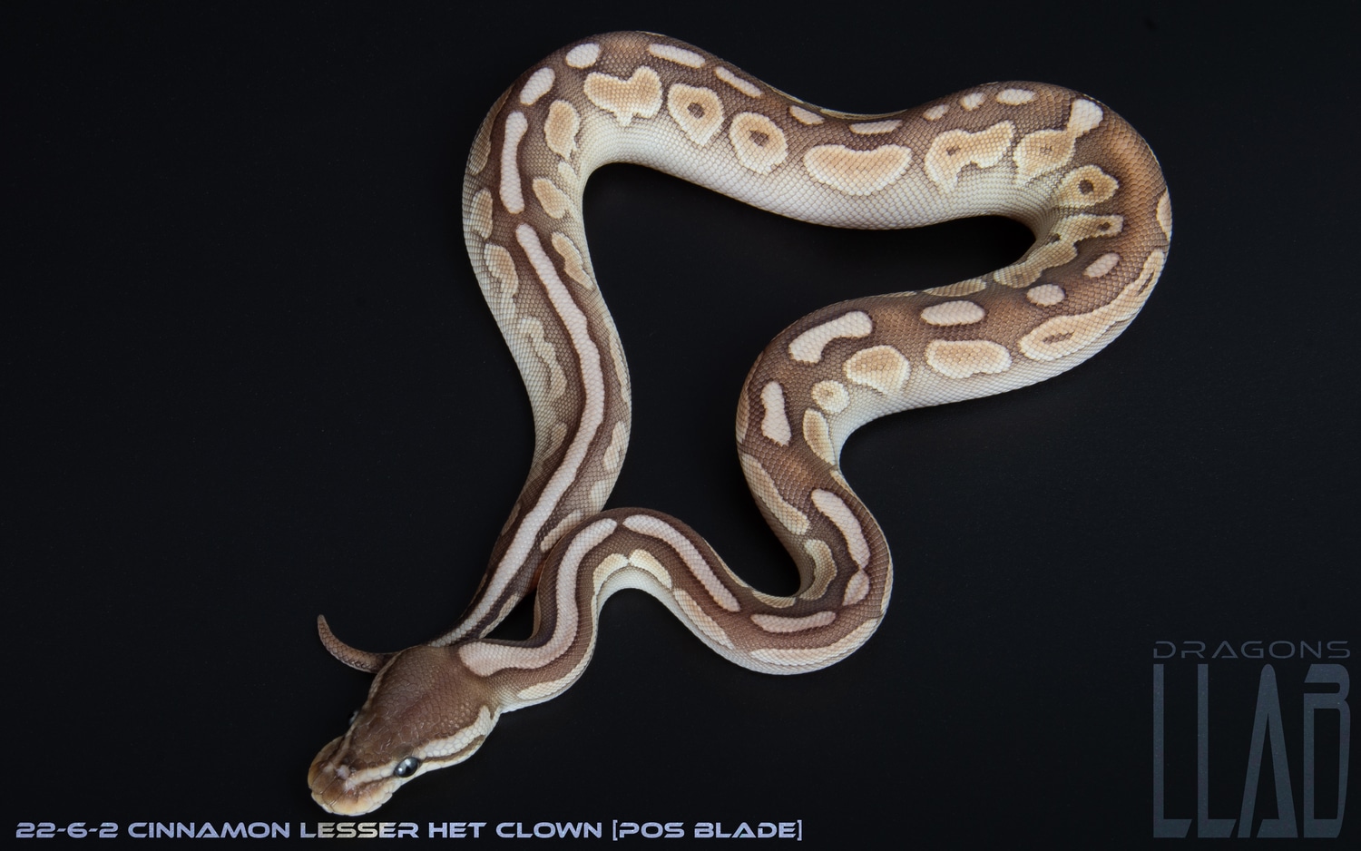 Cinnamon Lesser Het Clown [pos Blade] Ball Python by Dragons Llab ...