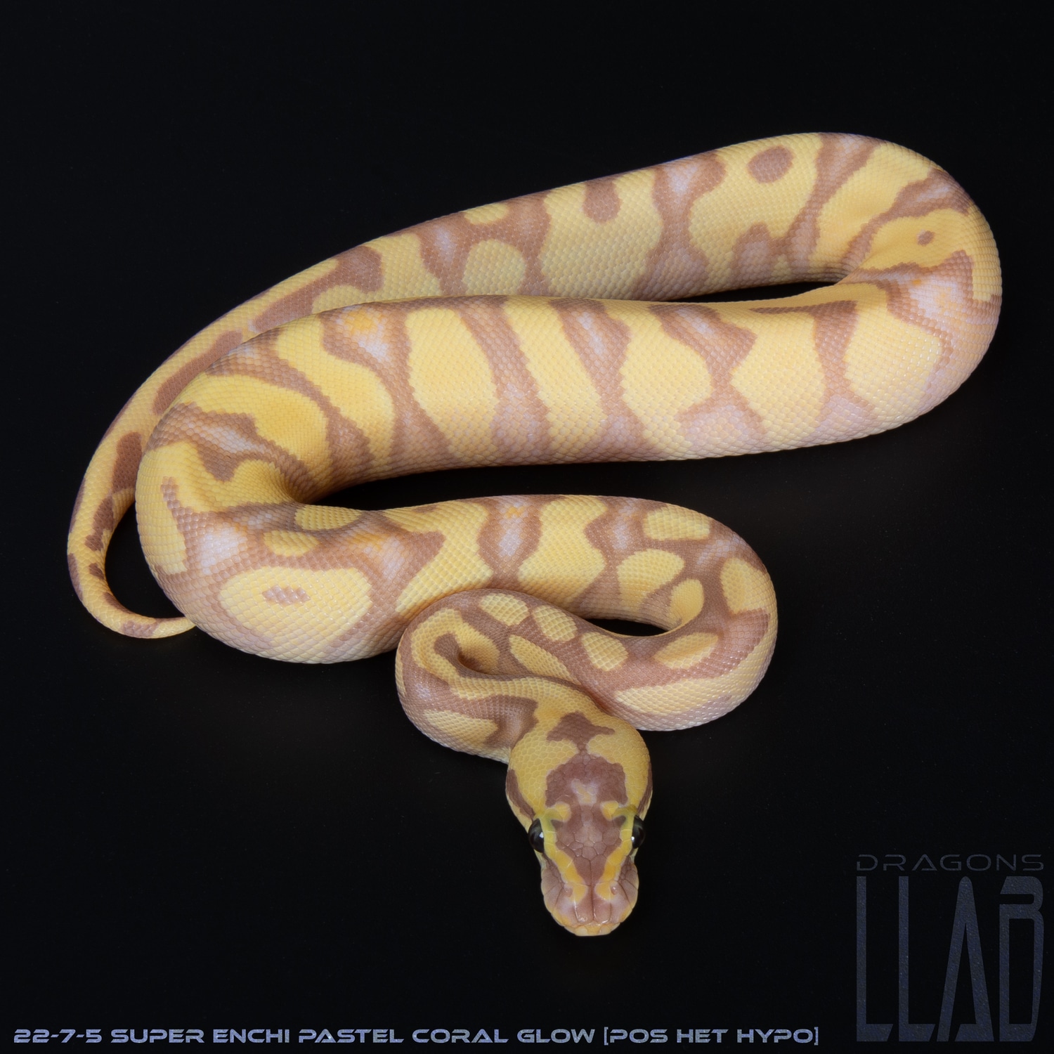 Super Enchi Pastel Coral Glow [pos Het Hypo] Ball Python by Dragons ...