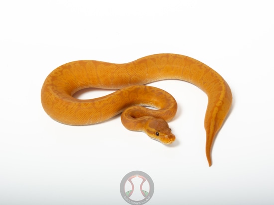 Sunset Ultramel Ball Python by Dragons Llab