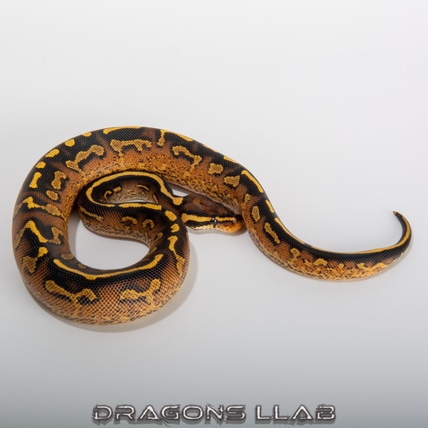 Asphalt Gravel Ball Python