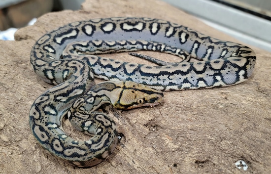 0.1 Ocelot Ph Caramel Reticulated Python by A&BExotics